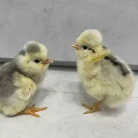 جوجه کاکلی