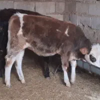 دو راس گوساله ماده سیمینتال|حیوانات مزرعه|دره شهر, |دیوار