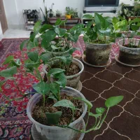 فروش گلهای پتوس