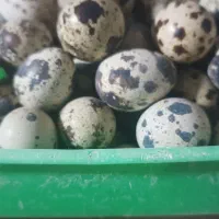 تخم بلدرچین