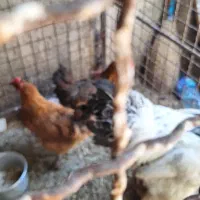 مرغ تخمگذار