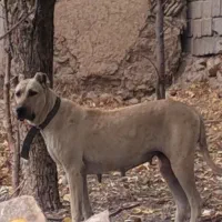 واگذاری ماده سرابی درج یک قد ۸۰ دوساله