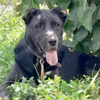 سگ قره سراب|سگ|رفسنجان, |دیوار