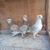 کفتر گرفتنی پرشی