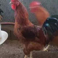 فروش خروس سنگین وزن گلپایگانی|حیوانات مزرعه|کلارآباد, |دیوار