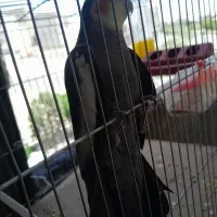 عروس هلندی معاوضه با ساعت