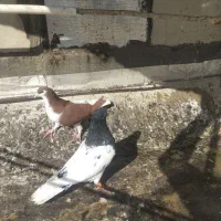 چپ سرخ،کله سیاه|پرنده|تاکستان, |دیوار