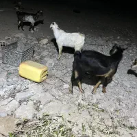 نری کوچک و بزرگ|حیوانات مزرعه|قشم, |دیوار