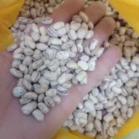 لوبیا چیتی تازه