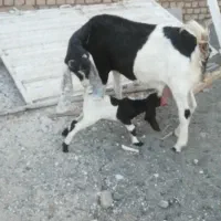 بز پاکستانی