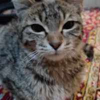 واگذاری گربه