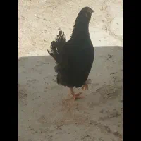 فروش مرغ و خروس جوجه کوچک|حیوانات مزرعه|گراش, |دیوار