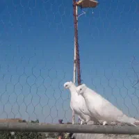کبوتر سفید چشم سفید
