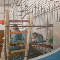 طوطی کوتوله برزیلی دستی