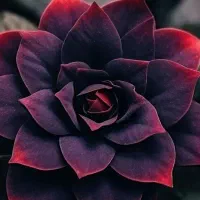 فوری بلیط کنسرت آرمین(۲fm)