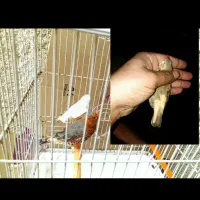 جفت اورنج و دو ماده کیفیت بالا|پرنده|چمران, |دیوار