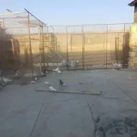 سبز دم سفید