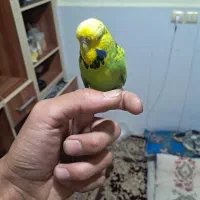 مرغ عشق انگلیسی،رینبو|پرنده|سیرجان, |دیوار