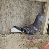 هفرنگ دم سفید عروسک