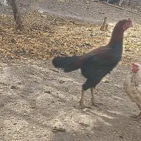 لاری|حیوانات مزرعه|راین, |دیوار