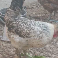 مرغ  رسمی و خروس