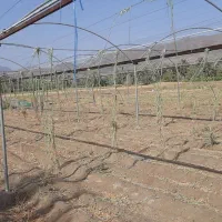 اسکلت گلخانه فروش زیر قیمت بخاطر پول لازمی ف فوری