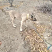 سگ سرابی|سگ|اندیشه, اندیشه فاز ۴|دیوار