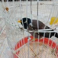 مرغ مینا سخنگو