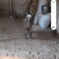 دوتا بیگ‌ نر شیری چاق|حیوانات مزرعه|ایذه, |دیوار