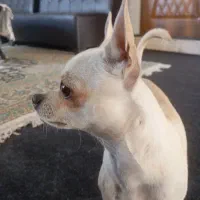 واگذاری سگ شیواوا