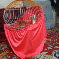 قفس و کیف