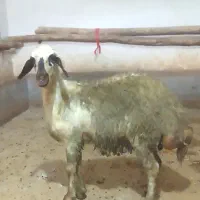 بره ماده افشاری