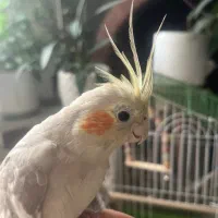 عروس هلندی|پرنده|تهران, استقلال|دیوار