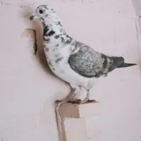 ماده بزک سینه سفید|پرنده|شیراز, شهرک ترکان|دیوار