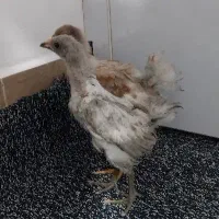 دوعدد نیمچه معاوضه