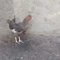 خروس ومرغ گلین تخم گذار|حیوانات مزرعه|کرج, گلدشت|دیوار