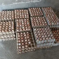 تخم مرغ محلی