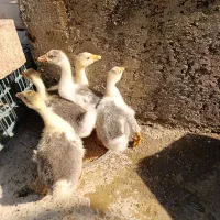 جوجه غاز دورگ