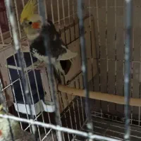 طوطی عروس هلندی|پرنده|نقده, |دیوار