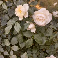 وام|خدمات مالی، حسابداری، بیمه|اسلام‌‌آباد غرب, |دیوار