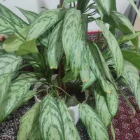 گل آگلونما|گل و گیاه طبیعی|دهگلان, |دیوار