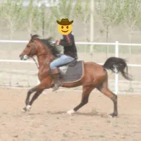 اسب عرب|اسب و تجهیزات اسبسواری|اردبیل, |دیوار