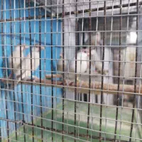 نرگسی شکلاتی|پرنده|شیراز, دست خضر|دیوار