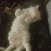 واگذاری گربه پرشین|گربه|ارومیه, |دیوار