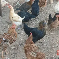 مرغ محلی|حیوانات مزرعه|شباب, |دیوار