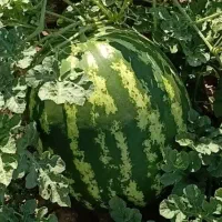 هندوانه گرد یک سایز قیمت ۲۵