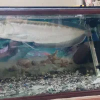 ماهی آروانا و سوسماری