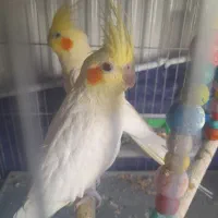 جفت لوتیتو مولد استثنائی