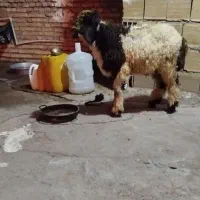 سلام مشتری واقعی تماس بگیرد