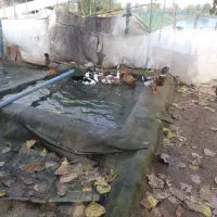 خروس لهستانی|حیوانات مزرعه|سنگر, |دیوار